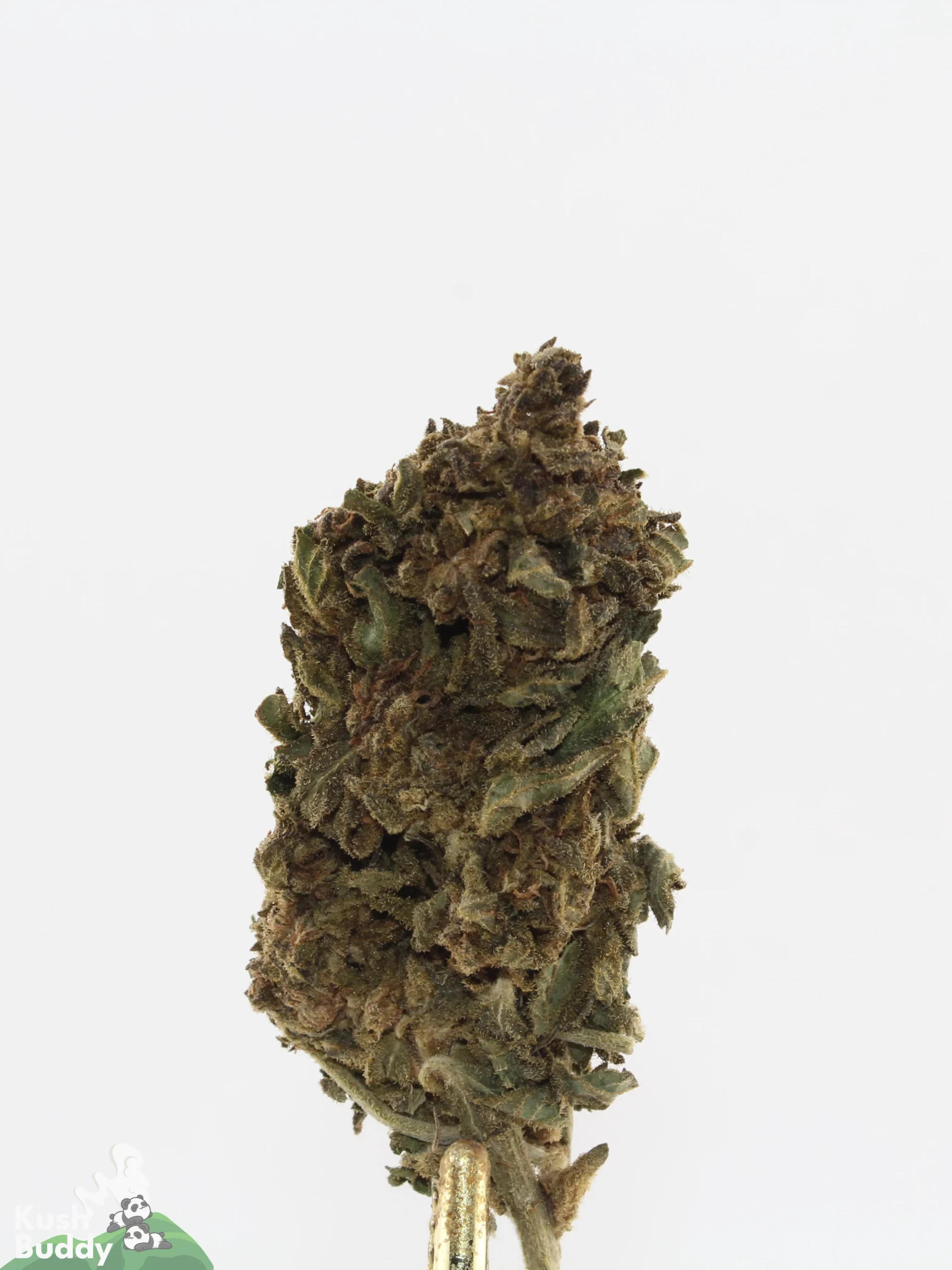 Processing Buds Oct 2026 4