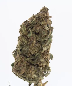 Processing Buds Oct 2026 5