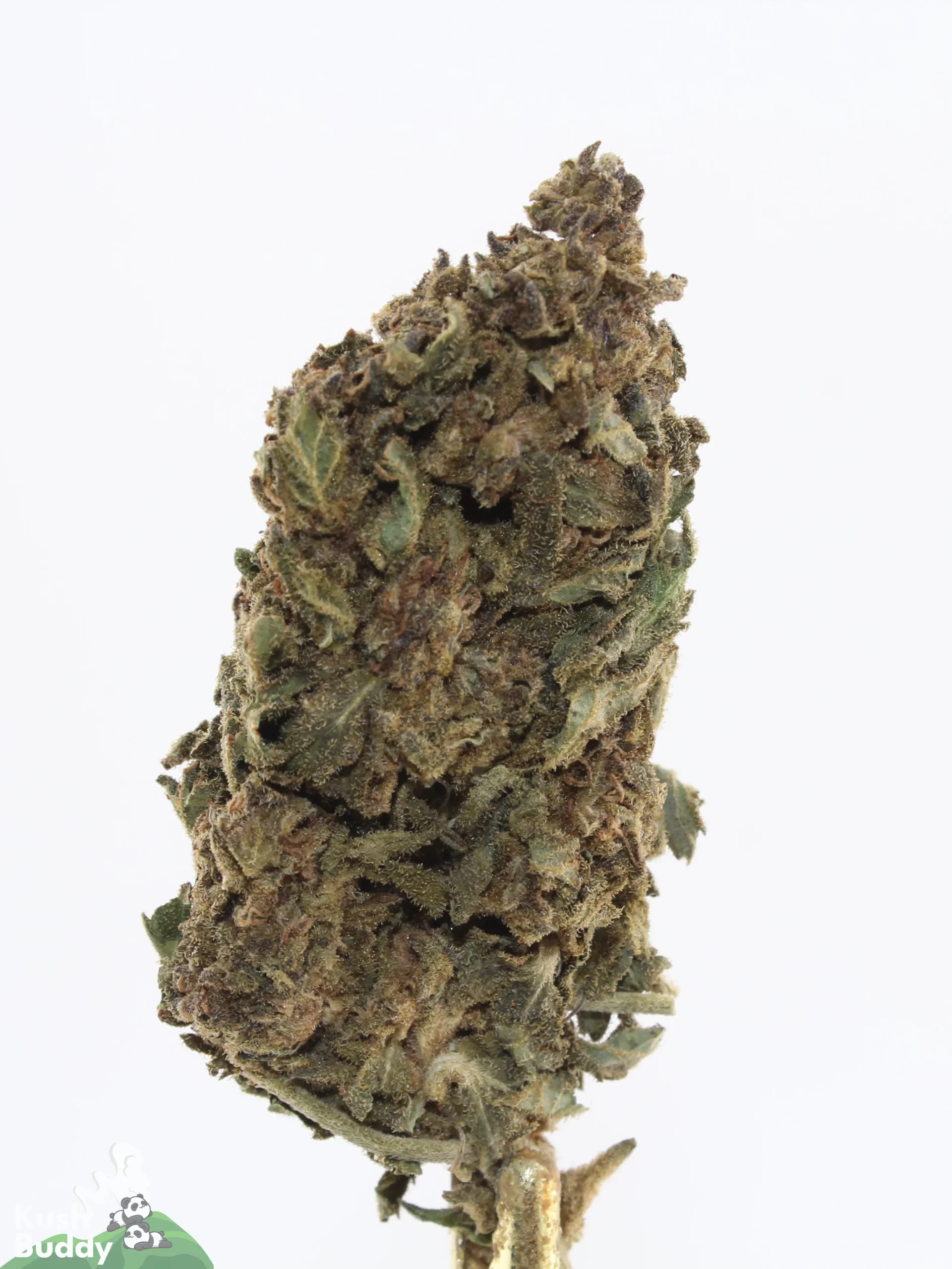 Processing Buds Oct 2026 5