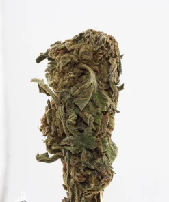 Processing Buds Oct 2026 6