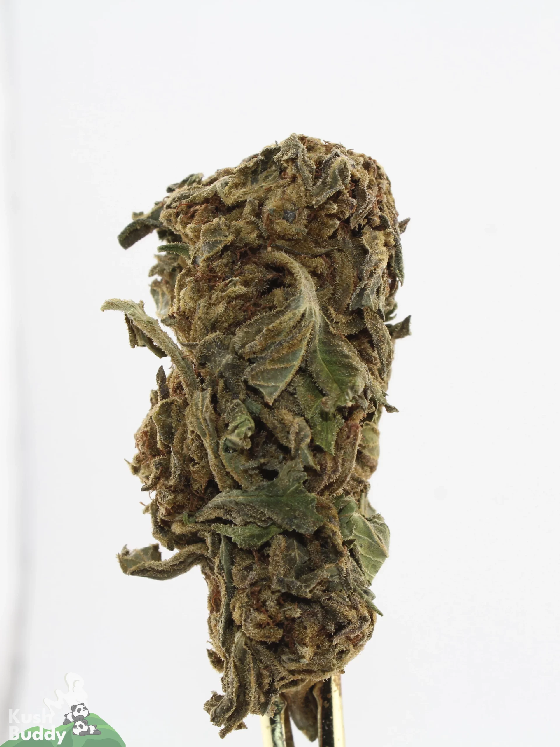 Processing Buds Oct 2026 6