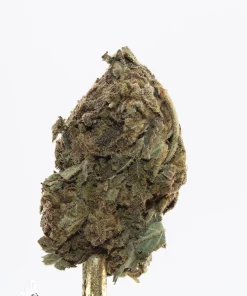 Processing Buds Oct 2026 7