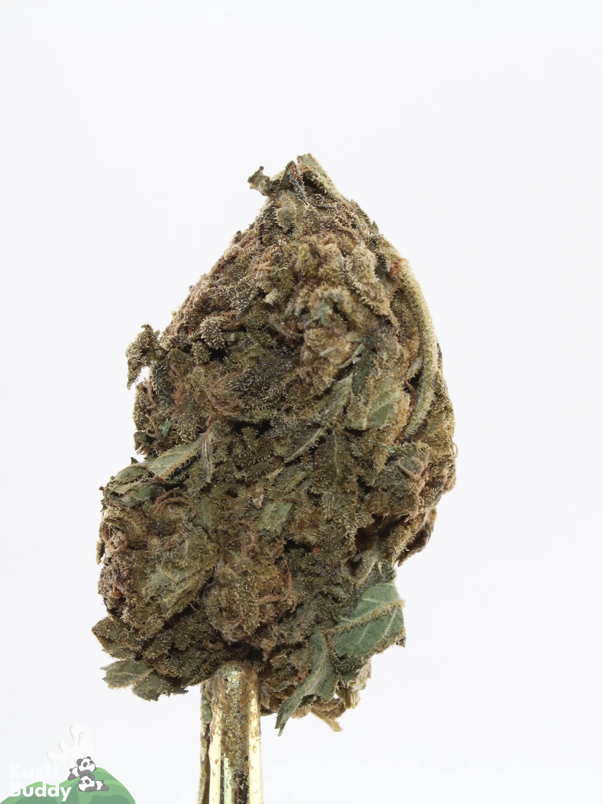 Processing Buds Oct 2026 7
