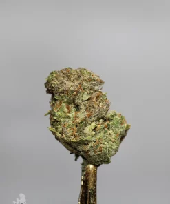 Ripper Glitter bud showing its natural colouring, orange pistils and visible trichomes
