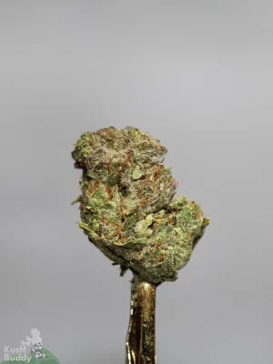 Ripper Glitter bud showing its natural colouring, orange pistils and visible trichomes