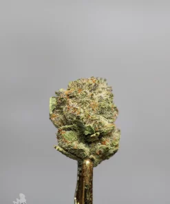 Ripper Glitter bud showing its natural colouring, orange pistils and visible trichomes