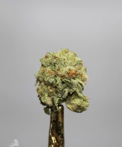 Ripper Glitter bud showing its natural colouring, orange pistils and visible trichomes