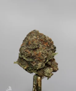 Russian Doll flower close-up showing orange pistils and visible trichomes