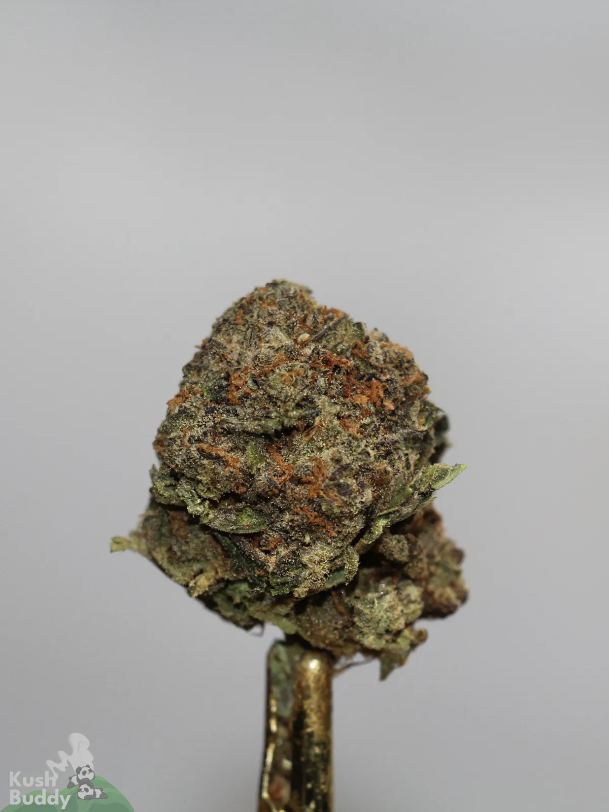 Russian Doll flower close-up showing orange pistils and visible trichomes