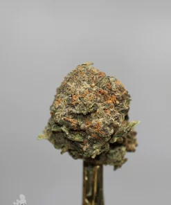 Side view of a Russian Doll bud with green and dark colouring