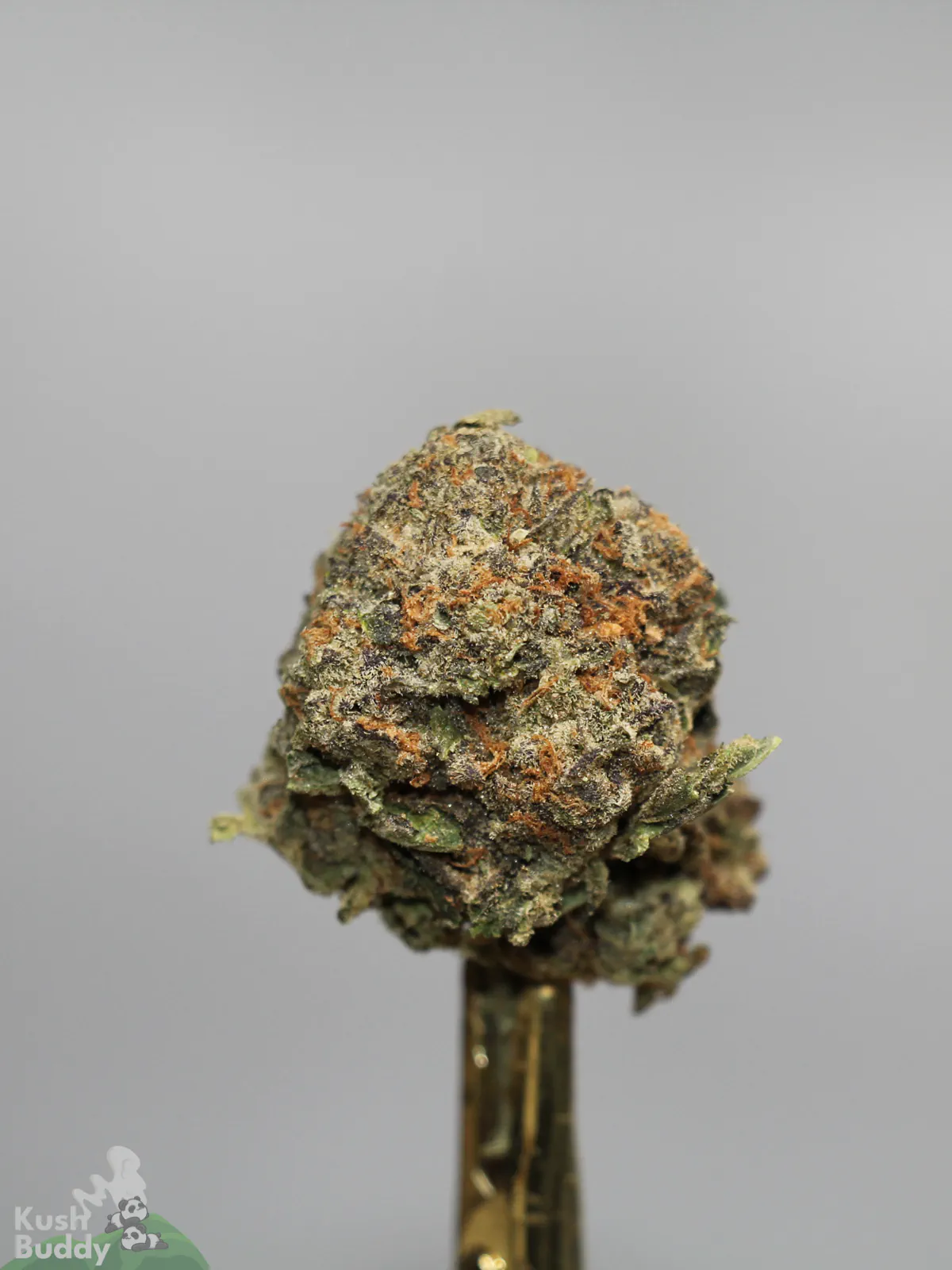Side view of a Russian Doll bud with green and dark colouring