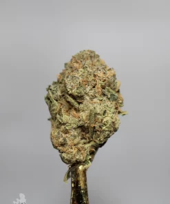 Russian Doll bud showing its rounded structure and remaining leaf tips