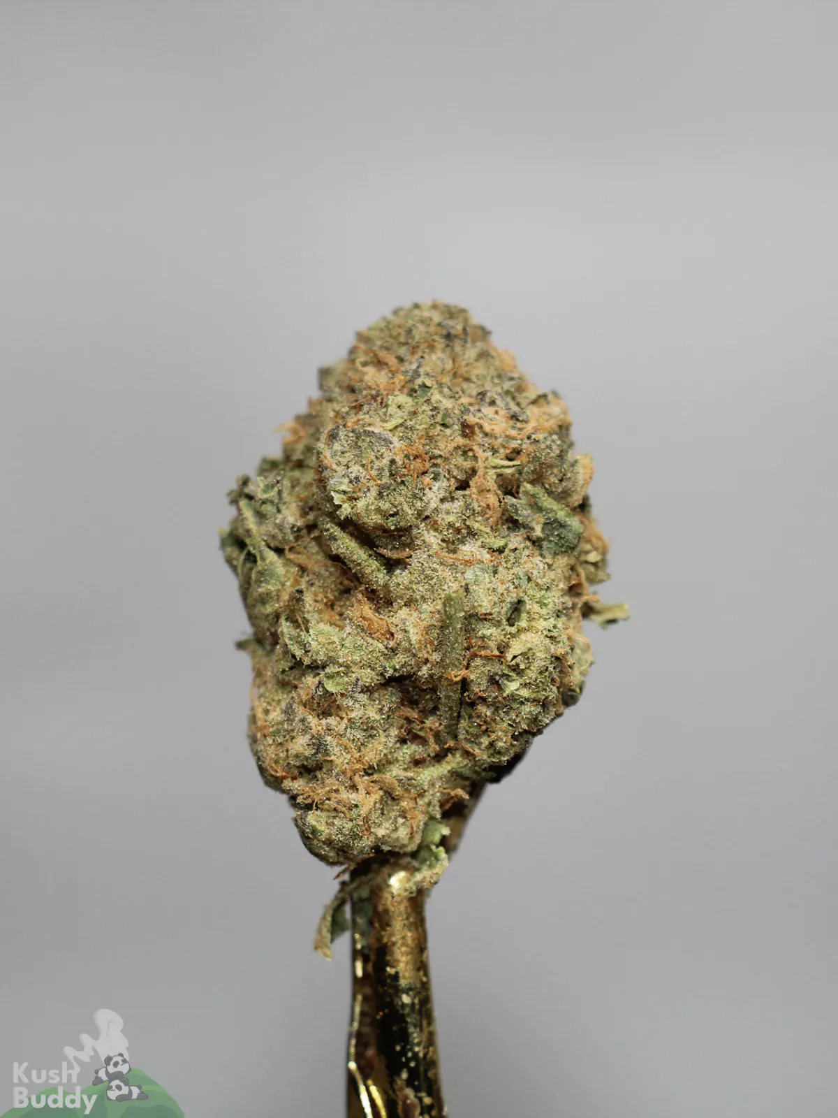 Russian Doll bud showing its rounded structure and remaining leaf tips