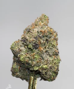 Black Series - Snoop's Gas Mask #4 (LSO) - Image 4