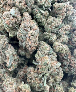 Sour Cherry Punch flower shown as a group of buds in a close-up view