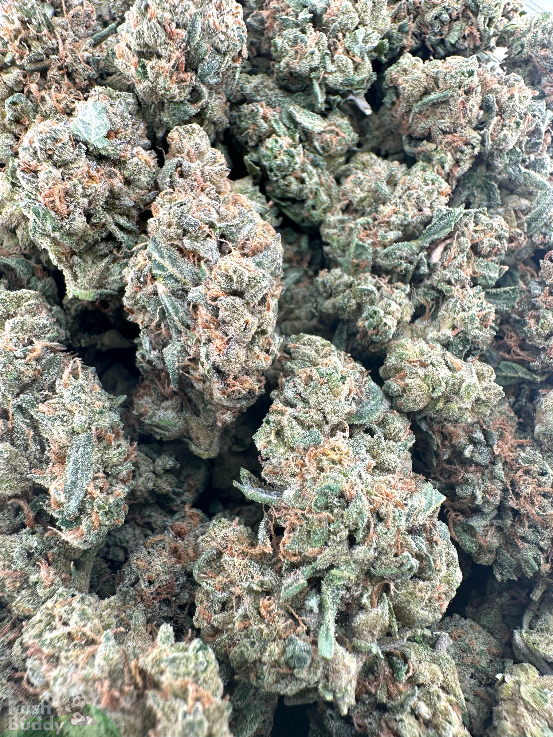 Sour Cherry Punch flower shown as a group of buds in a close-up view