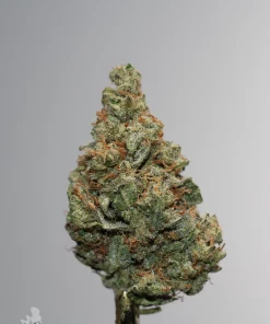 (AAA+) Sour Cherry Punch