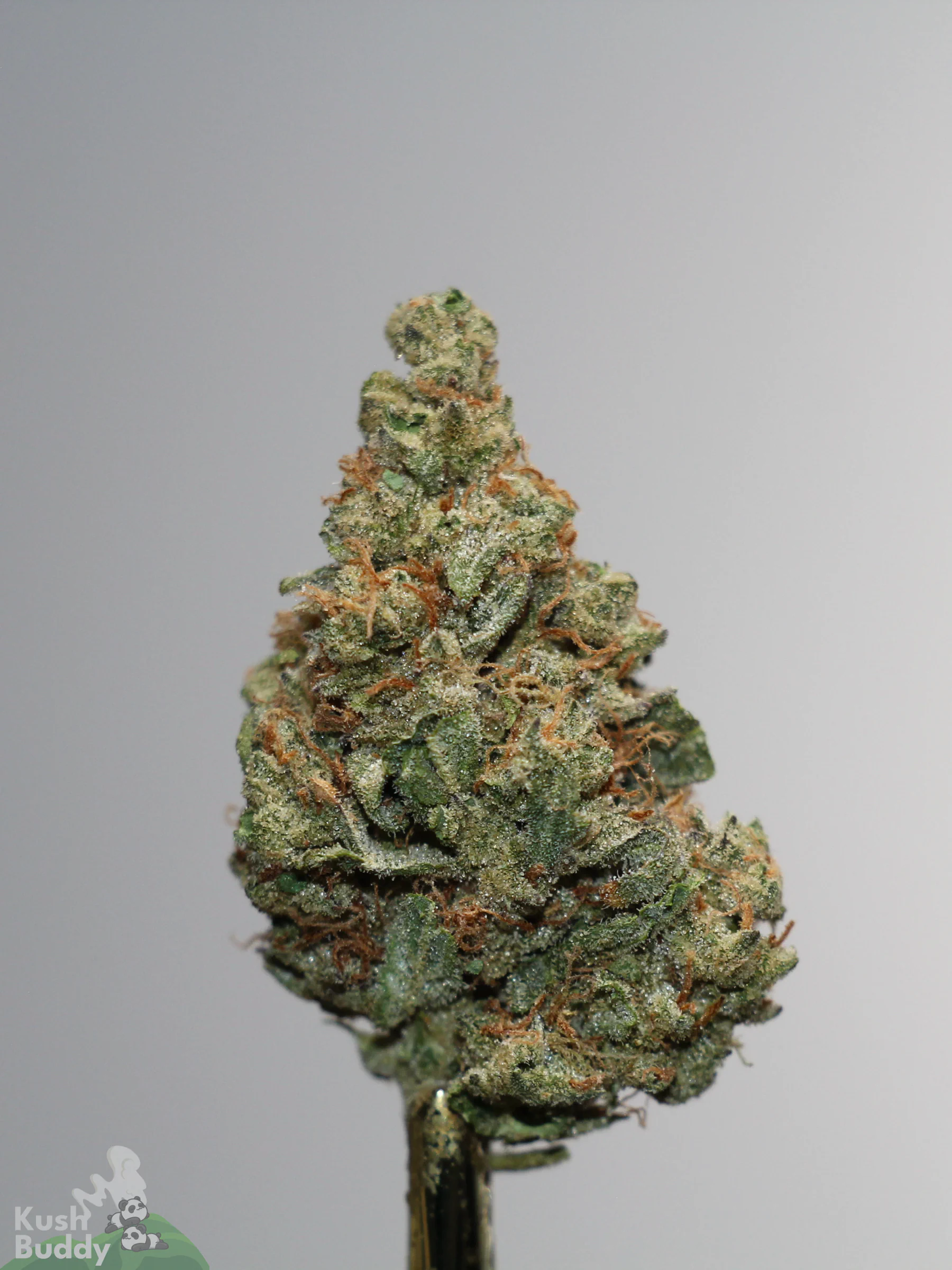 Sour Cherry Punch single green bud with orange pistils and visible trichomes, view 1