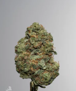 Sour Cherry Punch single green bud with orange pistils and visible trichomes, view 2