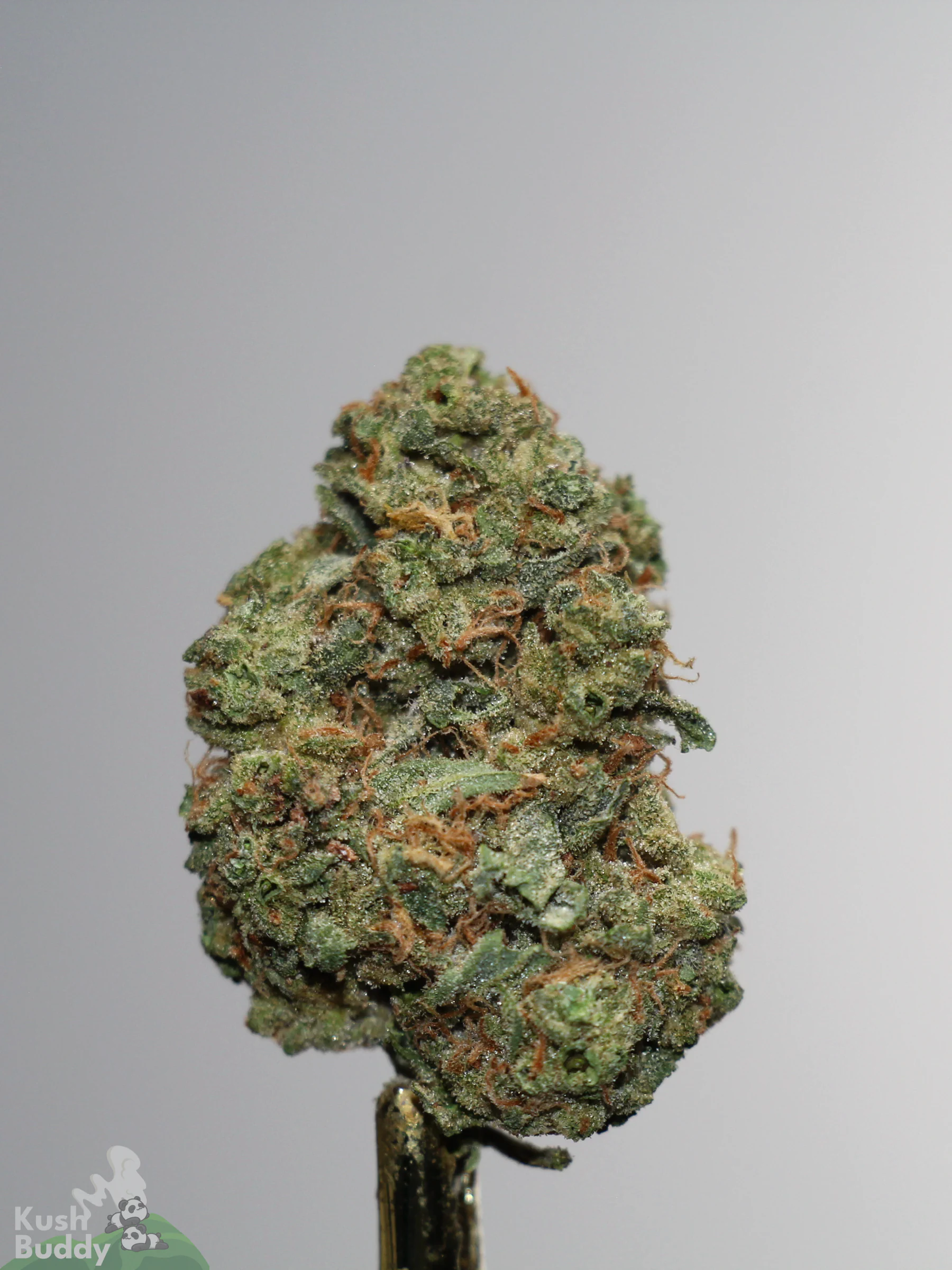 Sour Cherry Punch single green bud with orange pistils and visible trichomes, view 2