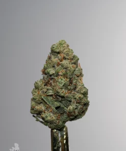 Sour Cherry Punch single green bud with orange pistils and visible trichomes, view 3