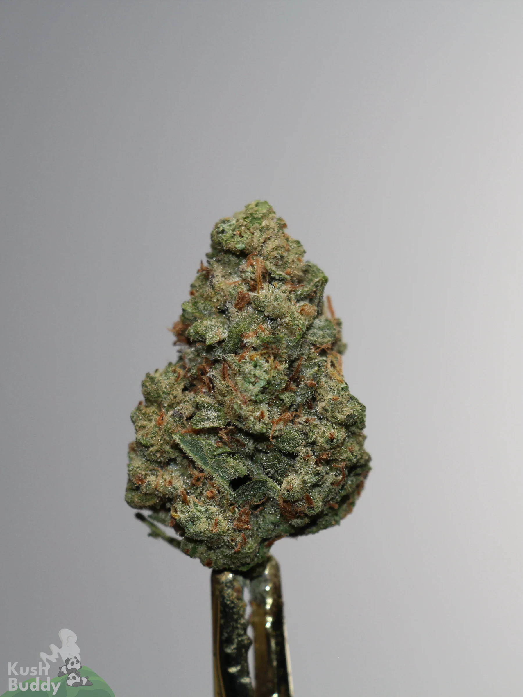 Sour Cherry Punch single green bud with orange pistils and visible trichomes, view 3