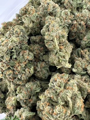 Sour Congo small buds photographed together in an open bag