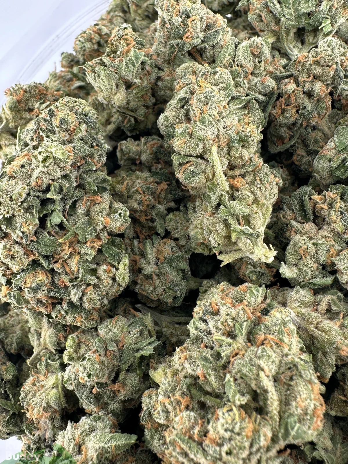 Sour Congo small buds photographed together in an open bag