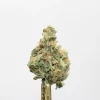 Sour Congo bud showing its natural colouring, orange pistils and visible trichomes