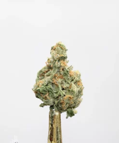 Sour Congo bud showing its natural colouring, orange pistils and visible trichomes