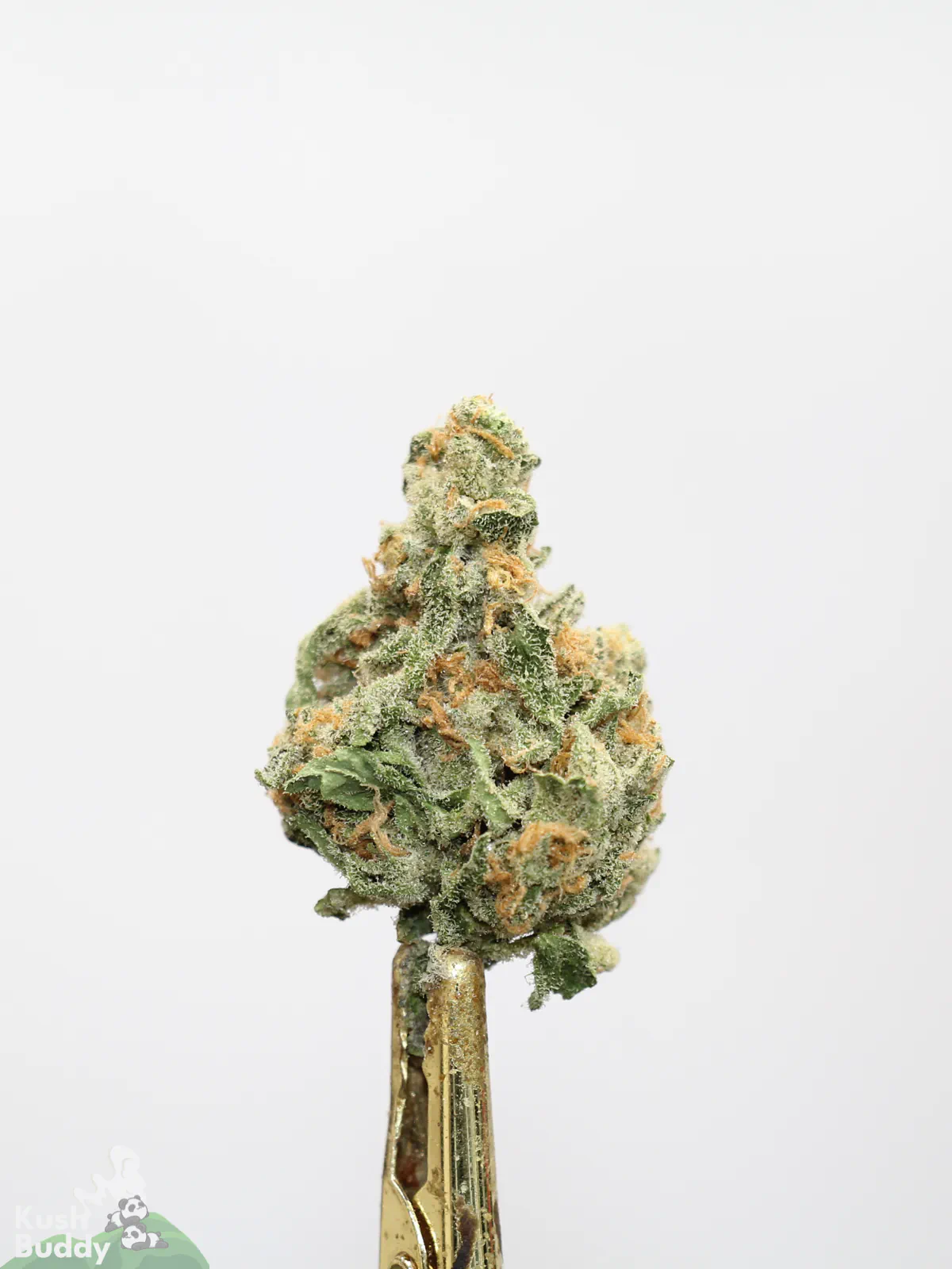 Sour Congo bud showing its natural colouring, orange pistils and visible trichomes