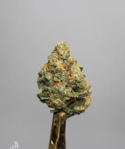 Sour Congo bud showing its natural colouring, orange pistils and visible trichomes