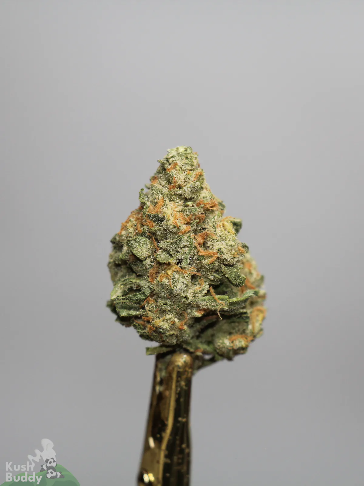 Sour Congo bud showing its natural colouring, orange pistils and visible trichomes