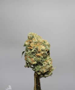 Sour Congo bud showing its natural colouring, orange pistils and visible trichomes