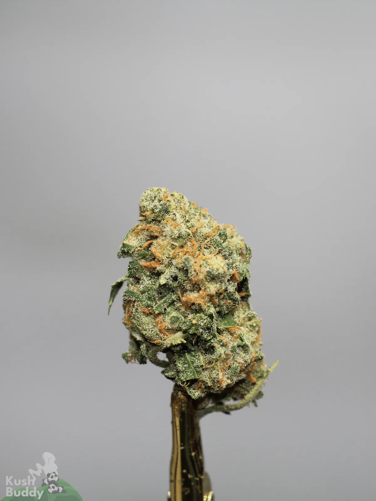 Sour Congo bud showing its natural colouring, orange pistils and visible trichomes