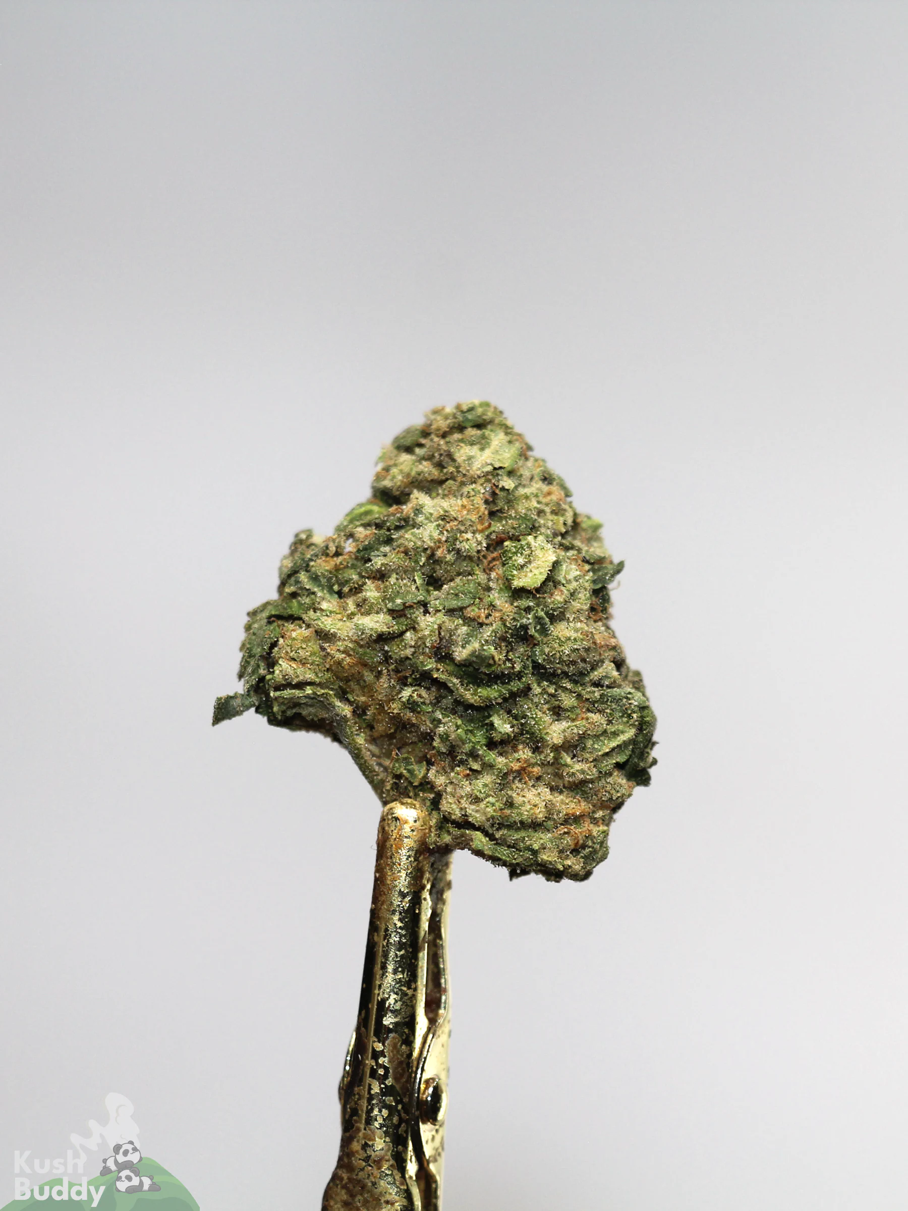 (AAA - Bulk) Sour Diesel - Image 3