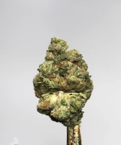 (AAA - Bulk) Sour Diesel - Image 4