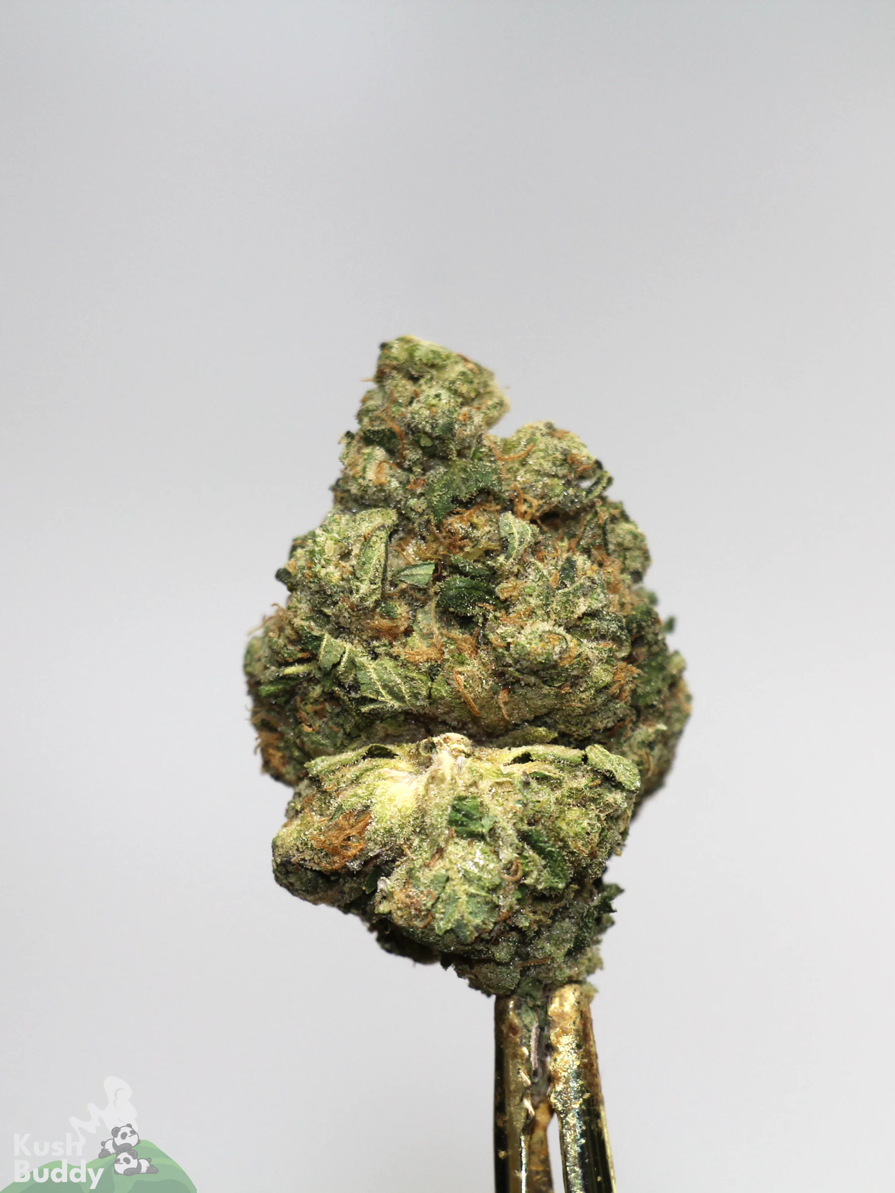 (AAA - Bulk) Sour Diesel - Image 4