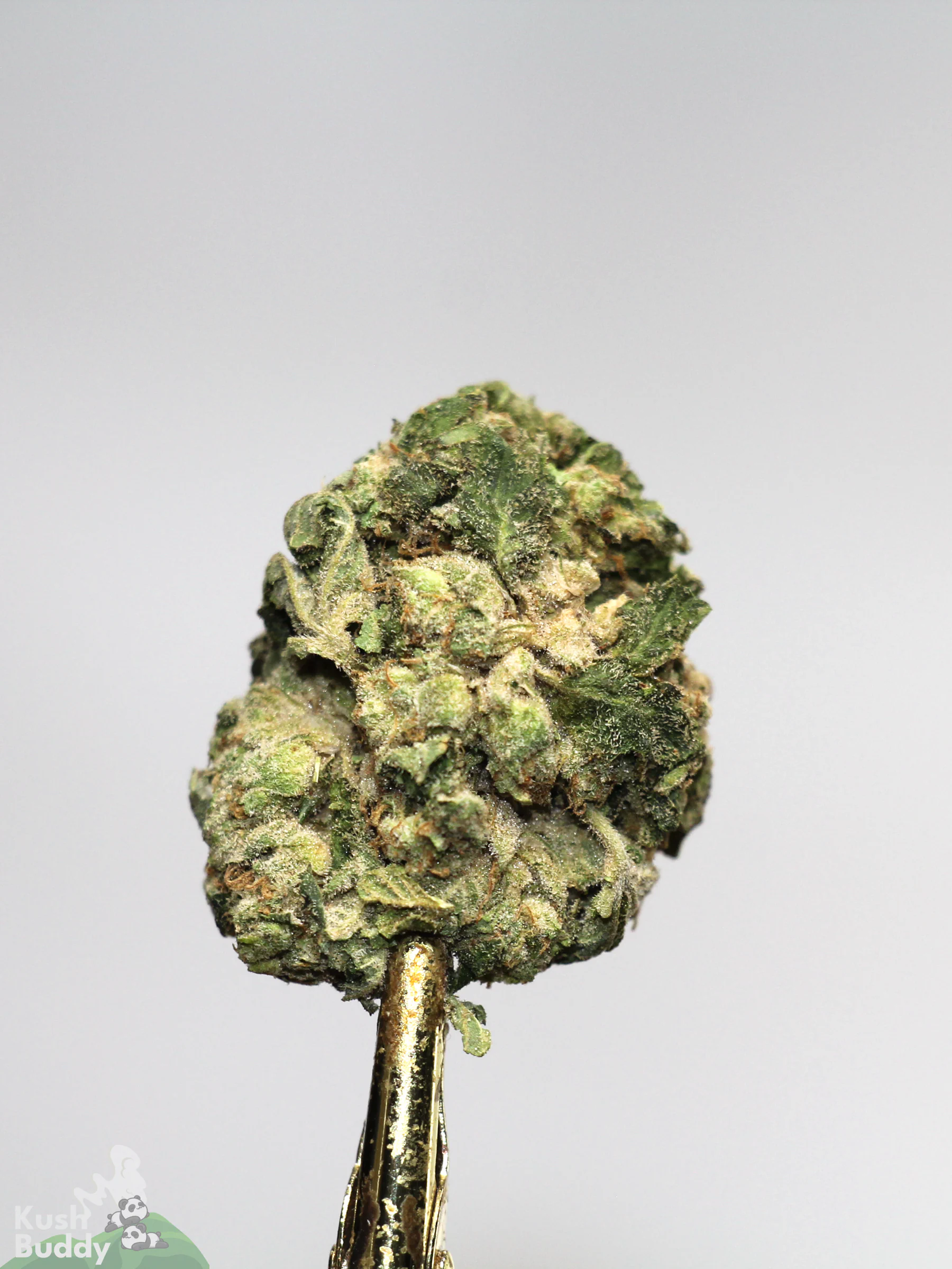 (AAA - Bulk) Sour Diesel - Image 5