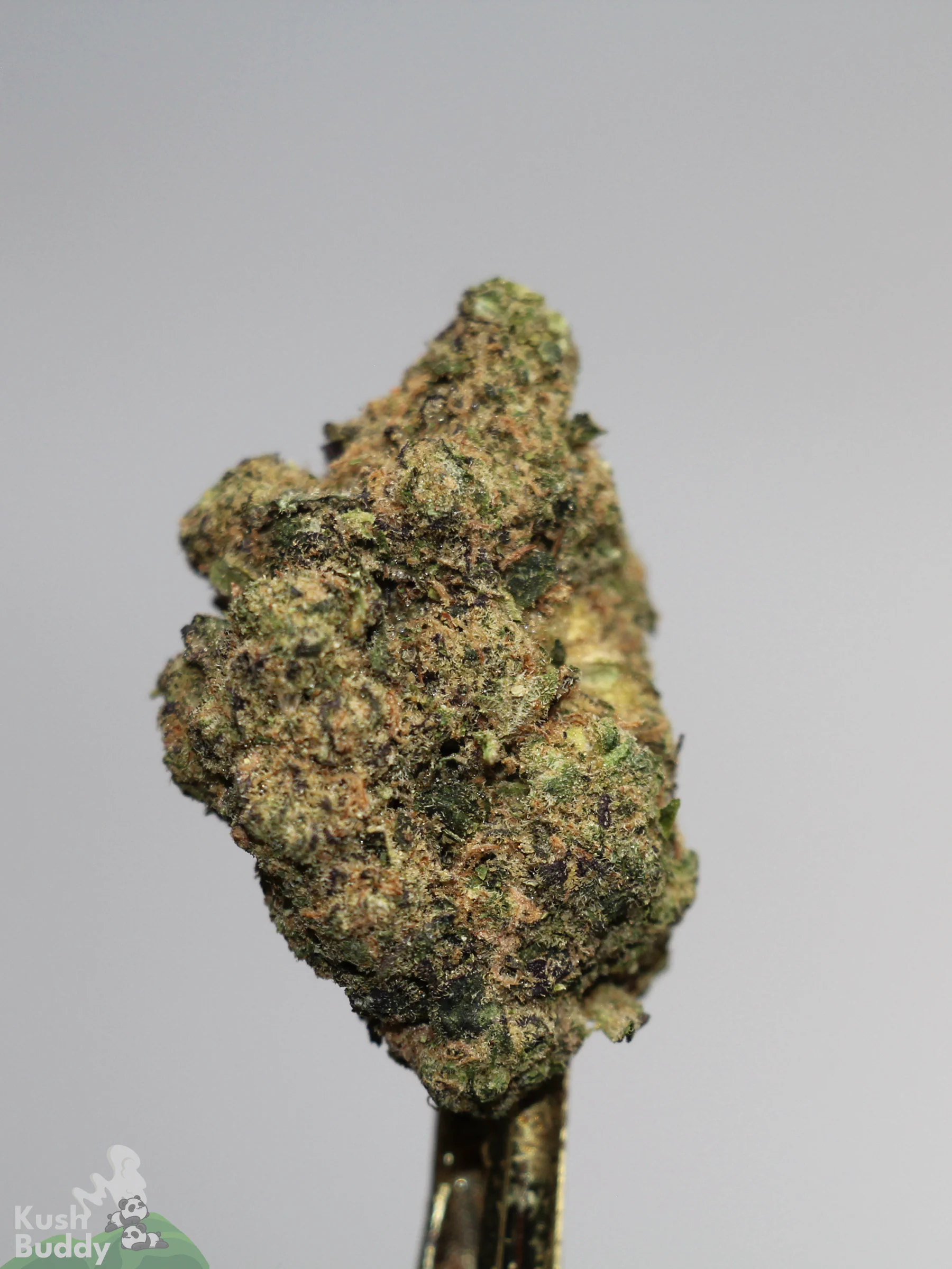 Black Series - Strawberry Cough - Image 2