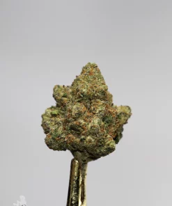 (AAA+) Very Berry Haze