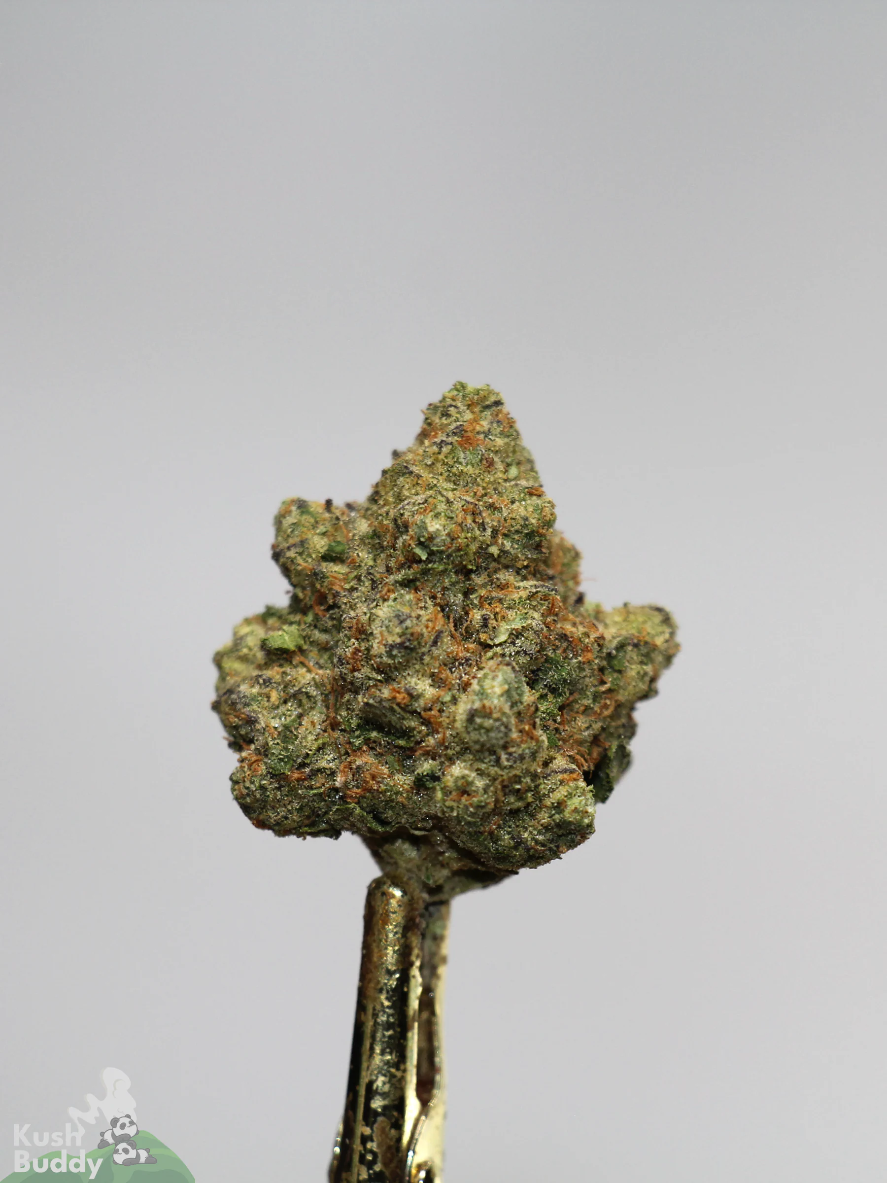 (AAA+) Very Berry Haze