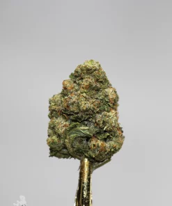 (AAA+) Very Berry Haze - Image 2