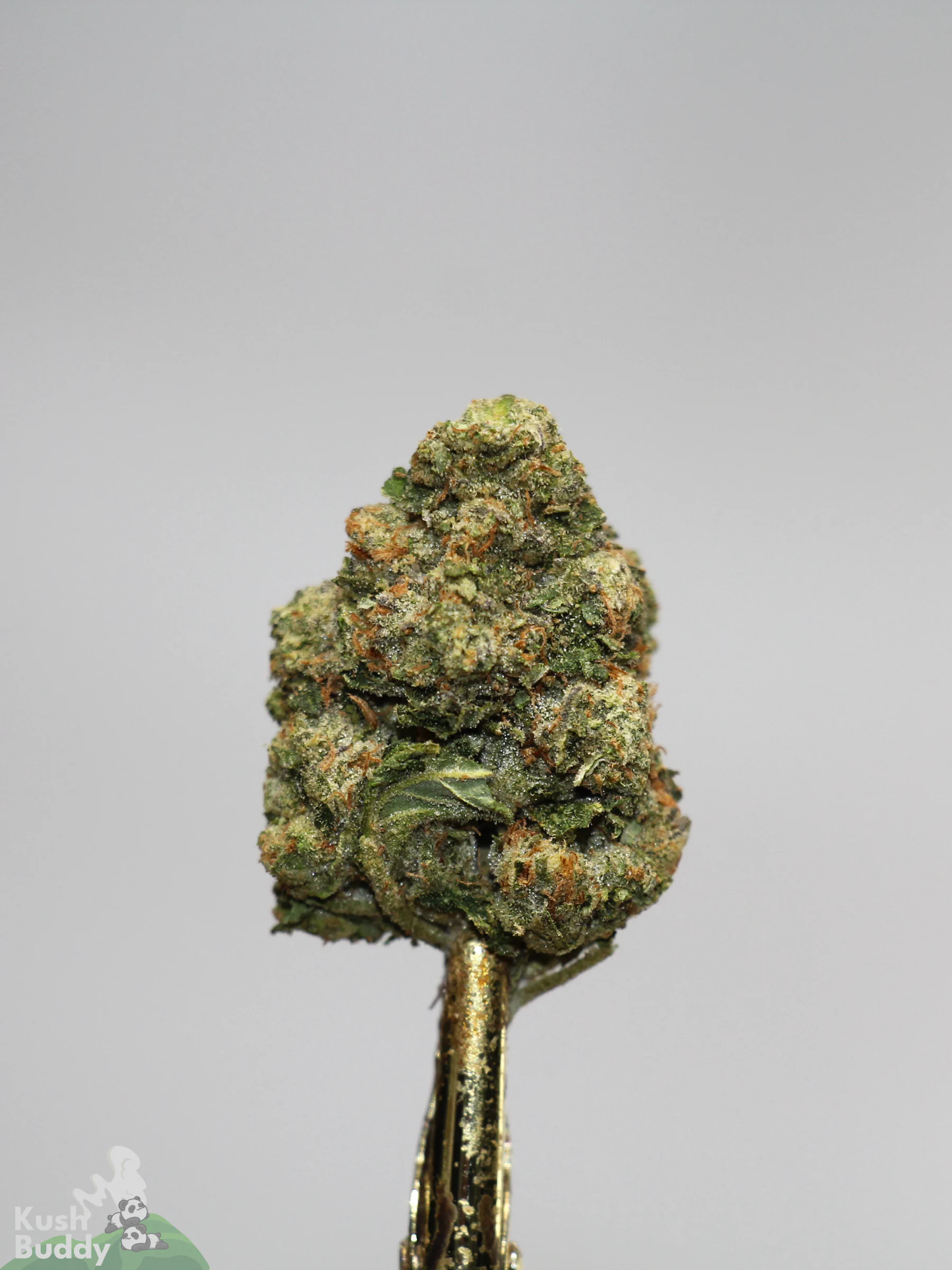 (AAA+) Very Berry Haze - Image 2
