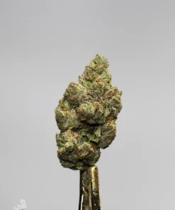 (AAA+) Very Berry Haze - Image 3