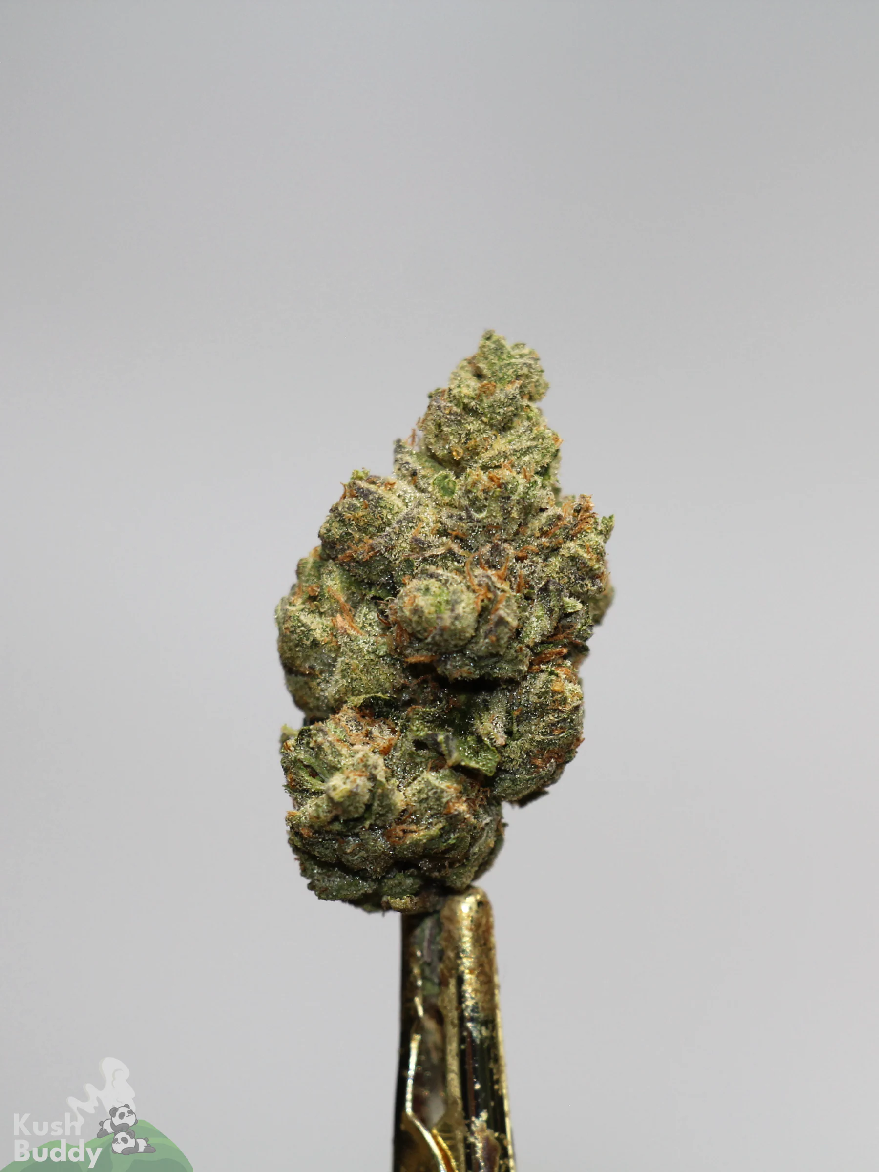 (AAA+) Very Berry Haze - Image 3