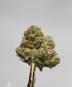 (AAA+) Very Berry Haze - Image 4