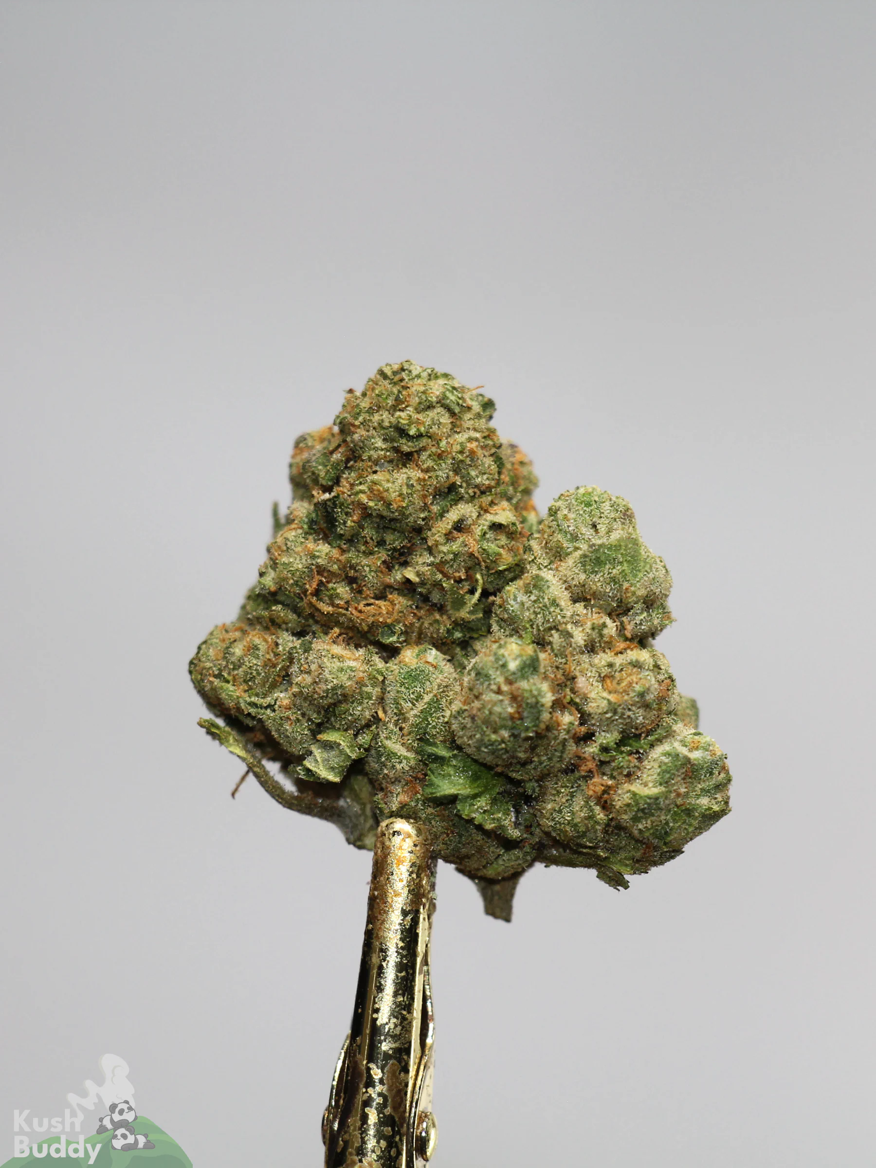 (AAA+) Very Berry Haze - Image 4