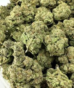 White Widow small buds shown together