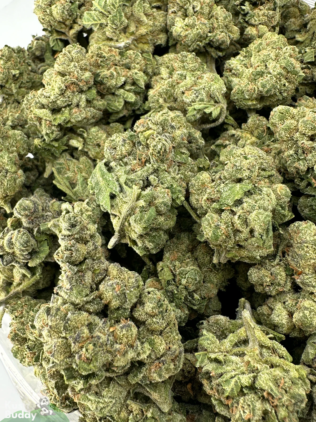 White Widow small buds shown together